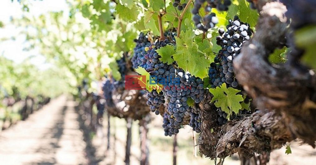 Eladó 1850 m²-esmezőgazdasági ingatlan Budakeszi, Hrsz.:0120/58 utca: 7'000'000 Ft