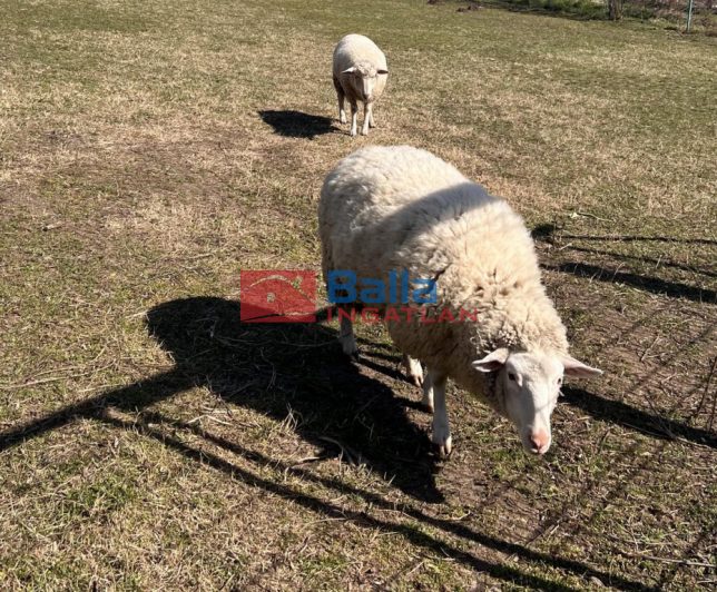 XVII. Kerület (Rákoscsaba Újtelep) - hidasnémeti utca környékén lévő utca:  0 m&sup2;-es mezőgazdasági ingatlan   (110'000 ,- Ft)