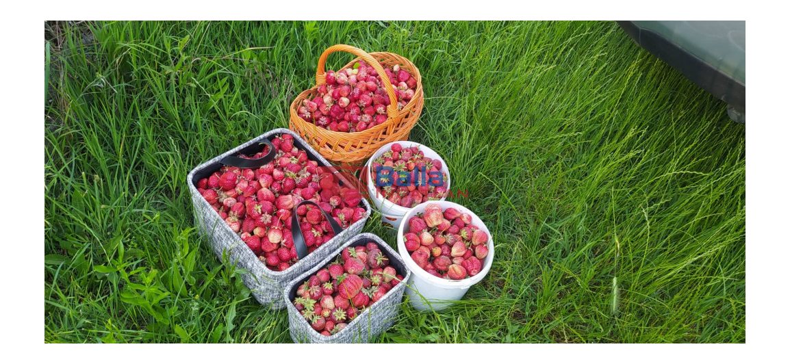 XVII. Kerület (Rákoshegy) - Rákoshegy csendes mellékutcában található utca:  1000 m&sup2;-es telek   (140'000 ,- Ft)