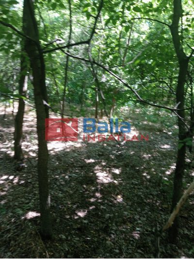 Dunaharaszti - Névtelen  utca utca:  2269 m&sup2;-es telek   (11'000'000 ,- Ft)