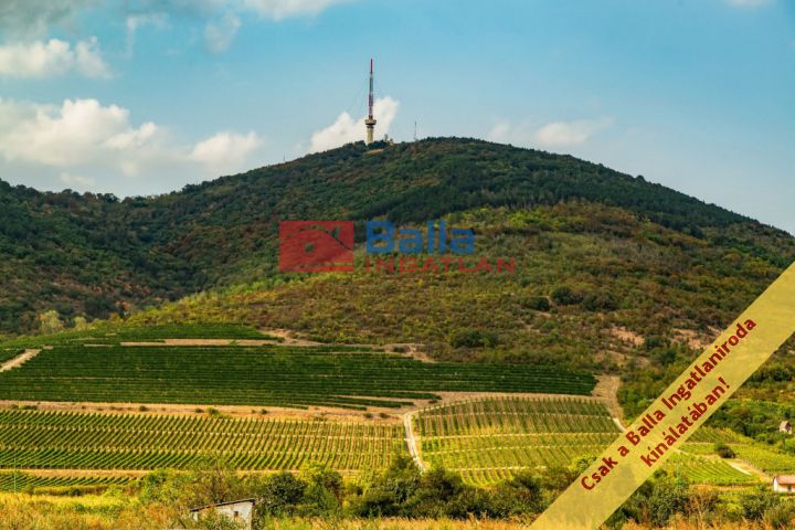 Tokaj - Tokaj:  0 m²-es mezőgazdasági ingatlan