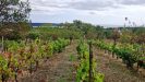 Eladó 3000 m²-esmezőgazdasági ingatlan Balatonalmádi, Zártkert: 48'000'000 Ft