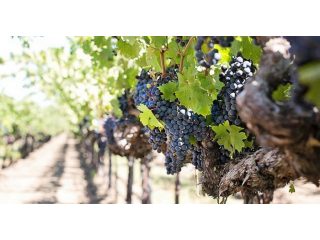 Eladó 1850 m²-esmezőgazdasági ingatlan Budakeszi, Hrsz.:0120/58 utca: 7'000'000 Ft