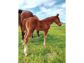 Kiadó 1010 m²-esmezőgazdasági ingatlan XVII. Kerület (Rákoscsaba Újtelep) , hidasnémeti utca környékén lévő utca: 100'000 Ft