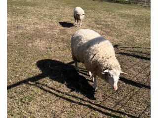 Kiadó 1010 m²-esmezőgazdasági ingatlan XVII. Kerület (Rákoscsaba Újtelep) , hidasnémeti utca környékén lévő utca: 110'000 Ft