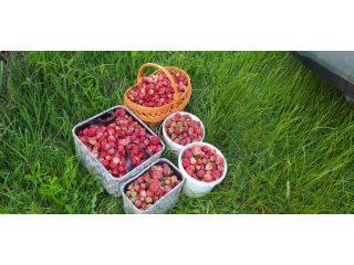 Kiadó 1000 m²-estelek XVII. Kerület (Rákoshegy) , Rákoshegy csendes mellékutcában található utca: 140'000 Ft