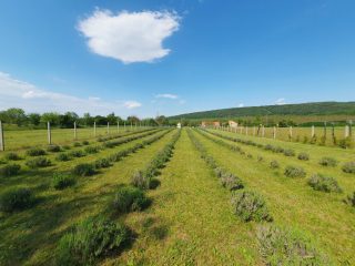 Eladó 77 m²-escsaládi ház Gödöllő, Peres, csendes, aszfaltozott utca: 96'000'000 Ft