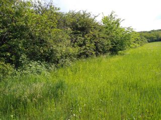 Eladó 5988 m²-esmezőgazdasági ingatlan Mogyoród, külterület: 43'000'000 Ft