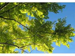 Eladó 910 m²-estelek Sárszentlőrinc, Borjád-Úzd térsége: 8'900'000 Ft