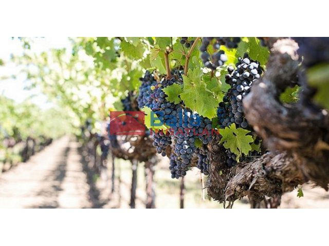 Budakeszi, Hrsz.:0120/58 utca, 1850 m²-es, mezőgazdasági ingatlan