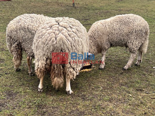 XVII. Kerület, Ásvány utca, 2700 m²-es, telek