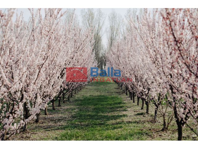 Tiszakécske, Sárhalom Hajtó út utca, 27000 m²-es, mezőgazdasági ingatlan