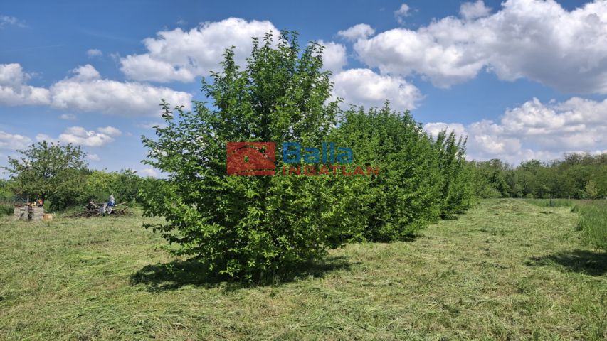 Eladó 3458 m²-es mezőgazdasági ingatlan Balatonszabadi, Külsőhegy: 15'500'000 Ft