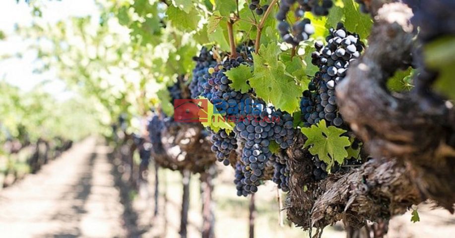 Eladó 1850 m²-es Budakeszi, Hrsz.:0120/58 utca: 8'000'000 Ft