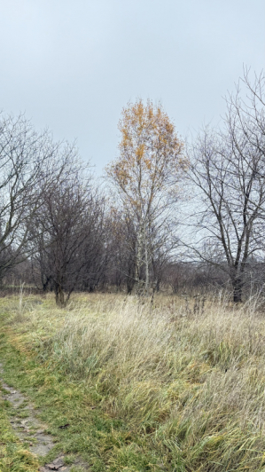 Eladó 1010 m²-es XVII. Kerület (Rákoscsaba Újtelep), Kopolya utca: 11'900'000 Ft