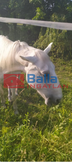 Kiadó 400 m²-es XVII. Kerület (Rákoscsaba Újtelep), M0 közeli utca: 140'000 Ft