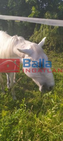 Kiadó 400 m²-es XVII. Kerület (Rákoscsaba Újtelep), M0 közeli utca: 140'000 Ft