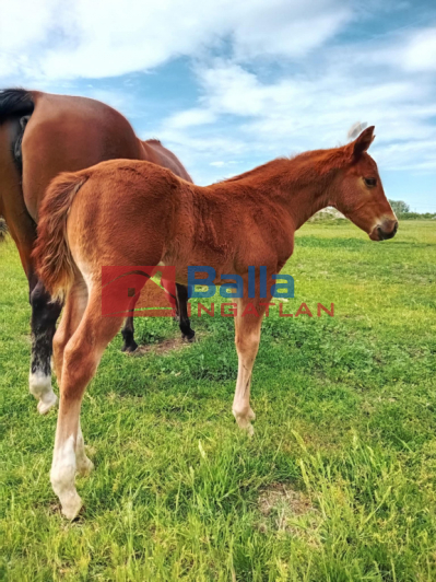 Kiadó 1010 m²-es XVII. Kerület (Rákoscsaba Újtelep), hidasnémeti utca környékén lévő utca: 100'000 Ft