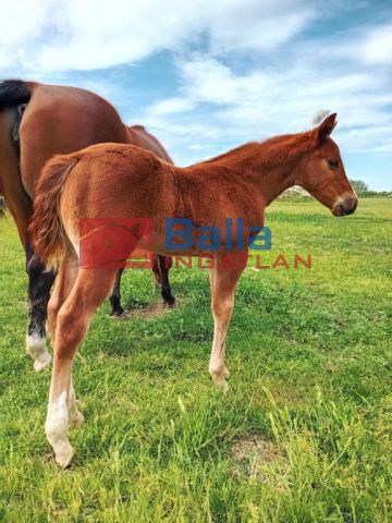 Kiadó 1010 m²-es XVII. Kerület (Rákoscsaba Újtelep), hidasnémeti utca környékén lévő utca: 100'000 Ft