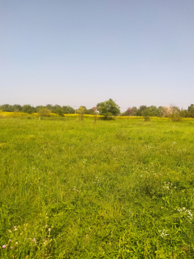 Eladó 750 m²-es Szigetszentmiklós, Tagi út közeli utca: 20'000'000 Ft