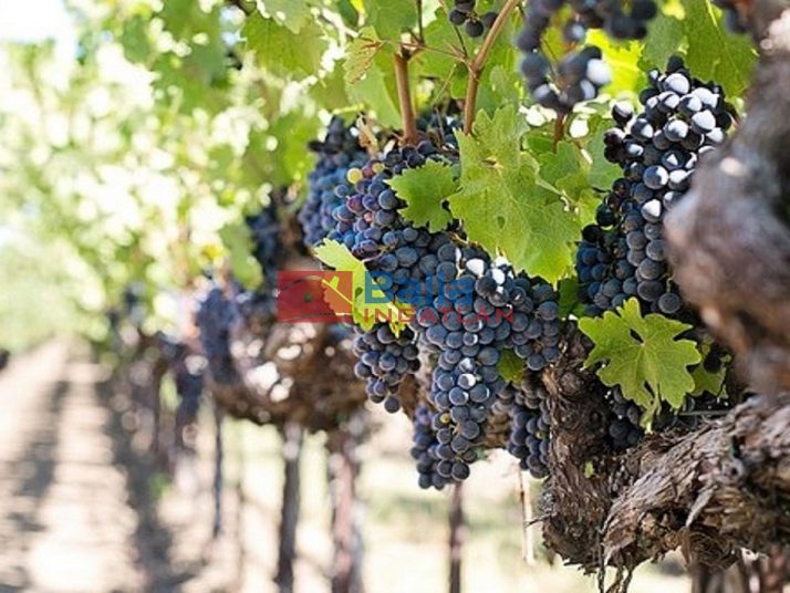 Eladó 1850 m²-esmezőgazdasági ingatlan Budakeszi, Hrsz.:0120/58 utca: 7'000'000 Ft