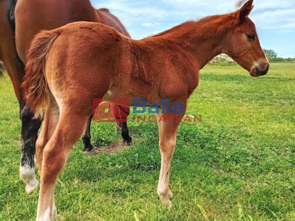 Kiadó 1010 m²-esmezőgazdasági ingatlan XVII. Kerület (Rákoscsaba Újtelep) , hidasnémeti utca környékén lévő utca: 100'000 Ft