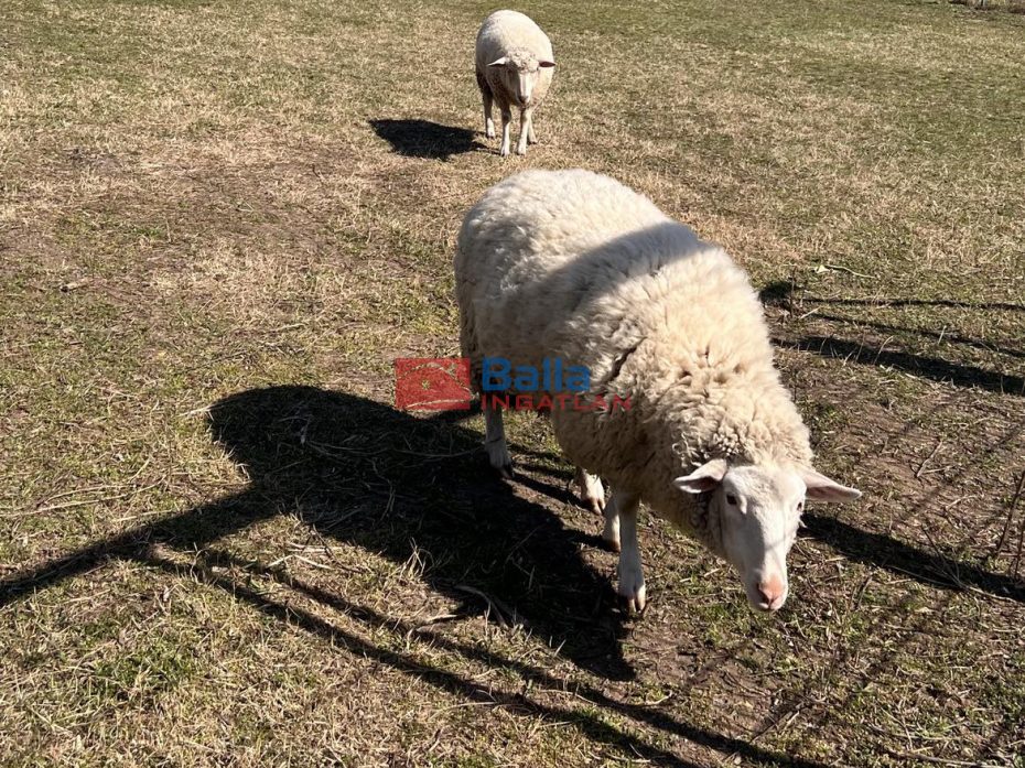 Kiadó 1010 m²-esmezőgazdasági ingatlan XVII. Kerület (Rákoscsaba Újtelep) , hidasnémeti utca környékén lévő utca: 110'000 Ft