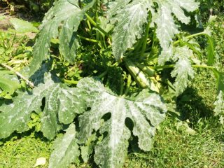 Eladó 110 m²-escsaládi ház Ábrahámhegy, Zsákutca: 79'900'000 Ft