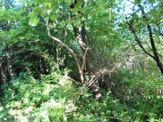 Eladó 2160 m²-estelek Badacsonytomaj, Badacsonyörs: 21'900'000 Ft