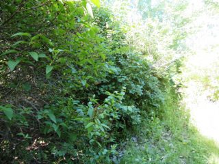 Eladó 2160 m²-estelek Badacsonytomaj, Badacsonyörs: 21'900'000 Ft