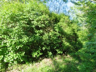 Eladó 2160 m²-estelek Badacsonytomaj, Badacsonyörs: 21'900'000 Ft