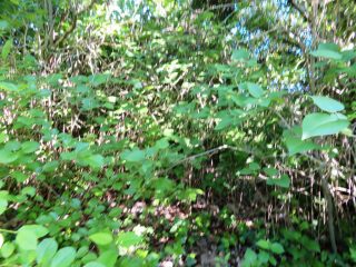 Eladó 2160 m²-estelek Badacsonytomaj, Badacsonyörs: 21'900'000 Ft