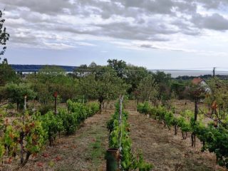 Eladó 3000 m²-esmezőgazdasági ingatlan Balatonalmádi, Zártkert: 48'000'000 Ft
