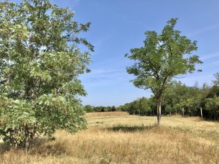 Eladó 22551 m²-esmezőgazdasági ingatlan Balatonszabadi, Külsőhegy utca: 98'000'000 Ft