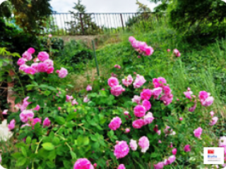 Eladó 300 m²-escsaládi ház Balatonvilágos, Balaton part közeli: 290'000'000 Ft