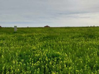 Eladó 1949 m²-estelek Berkenye, Bérc utca: 26'400'000 Ft