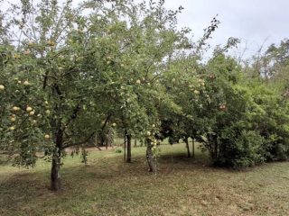 Eladó 1411 m²-esmezőgazdasági ingatlan Borgáta, ZÁRTKERT: 17'000'000 Ft