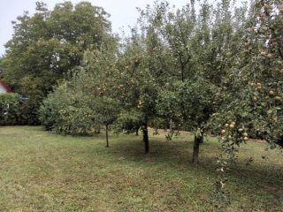 Eladó 1411 m²-esmezőgazdasági ingatlan Borgáta, ZÁRTKERT: 17'000'000 Ft