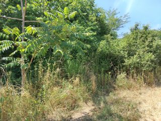 Eladó 2239 m²-esmezőgazdasági ingatlan III. Kerület (Békásmegyer- Ófalu) , Mély utca: 16'000'000 Ft