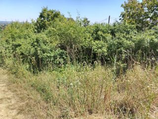 Eladó 2239 m²-esmezőgazdasági ingatlan III. Kerület (Békásmegyer- Ófalu) , Mély utca: 16'000'000 Ft