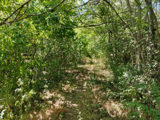 Eladó 2239 m²-esmezőgazdasági ingatlan III. Kerület (Békásmegyer- Ófalu) , Mély utca: 16'000'000 Ft