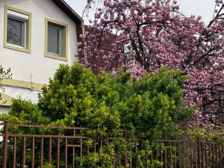 Eladó 65 m²-estársasházi lakás III. Kerület (Csillaghegy) , Árpád utca: 99'900'000 Ft