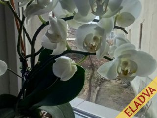 Eladó 52 m²-estársasházi lakás XIII. Kerület (Angyalföld) , Anygyalföld: 64'900'000 Ft