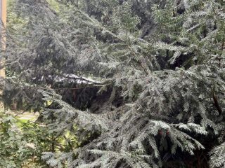 Eladó 53 m²-estársasházi lakás XIV. Kerület (Alsórákos) , Must utca: 66'000'000 Ft