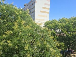 Kiadó 26 m²-estársasházi lakás XIX. Kerület (Központ) , József Attila utca: 175'000 Ft