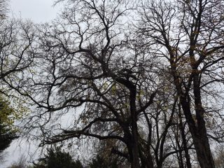 Eladó 46 m²-estársasházi lakás XIX. Kerület (Központ) , Templom  tér közelében: 49'990'000 Ft