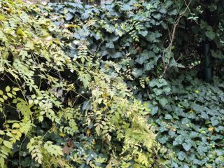 Eladó 46 m²-estársasházi lakás XIX. Kerület (Központ) , Templom  tér közelében: 49'990'000 Ft