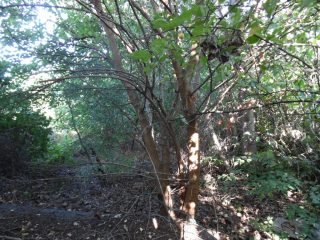 Eladó 611 m²-estelek XV. Kerület (Rákospalota) , Bethlen Gábor utca: 74'000'000 Ft