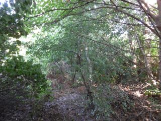 Eladó 611 m²-estelek XV. Kerület (Rákospalota) , Bethlen Gábor utca: 74'000'000 Ft