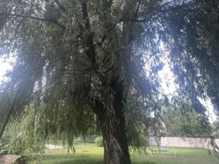 Eladó 1095 m²-estelek XVII. Kerület (Rákoscsaba) , Rákoscsaba csendes utca: 84'990'000 Ft